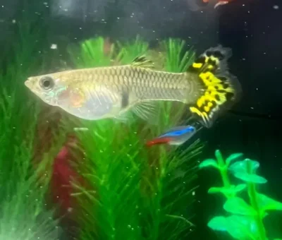 black gravid spot on guppy 