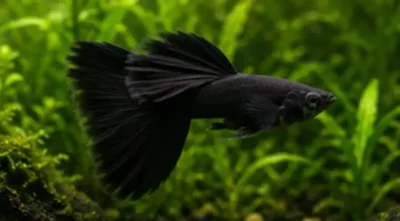 black guppy 