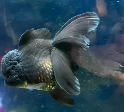black oranda goldfish