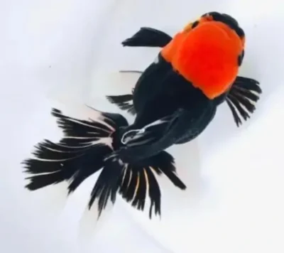black oranda with red cap