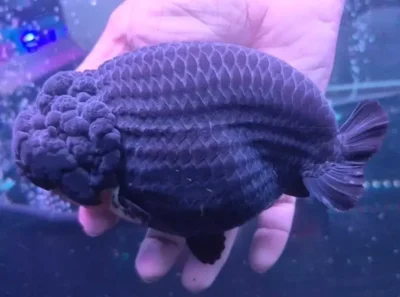 black ranchu 