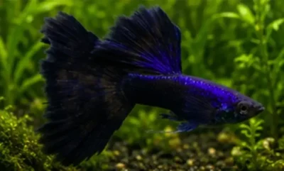 blue guppy 