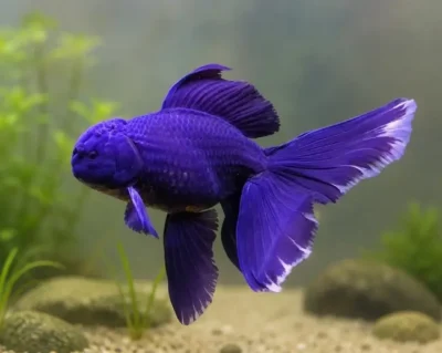 blue oranda goldfish