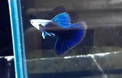 blue tuxedo guppy