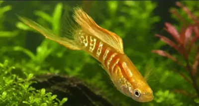 bottom swordtail guppy