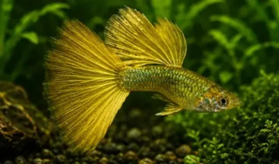 bronze and Golden Guppy 