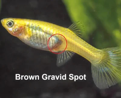 brown gravid spot on guppy 