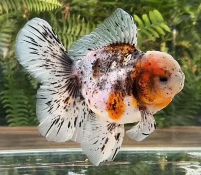 calico oranda