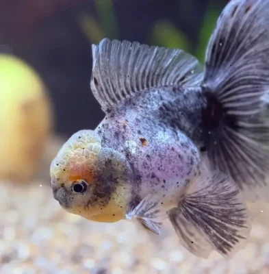 calico oranda