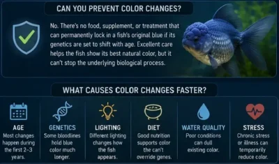 color changes in oranda reasons