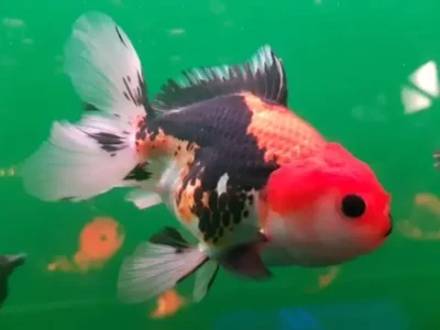 chinese oranda