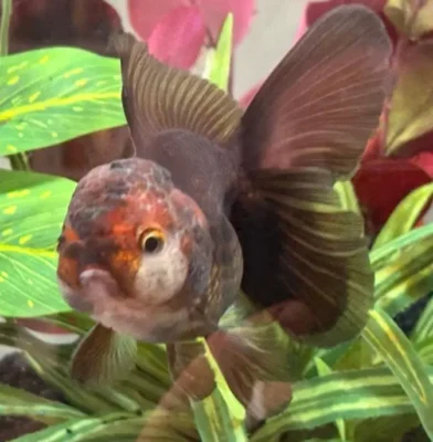chocolate oranda