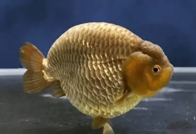 chocolate ranchu 