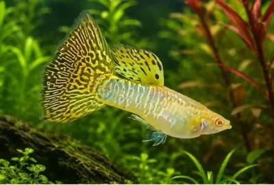 cobra guppy 
