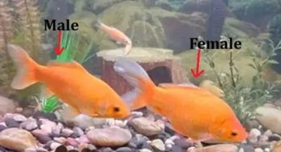 commet goldfish male vs female 
