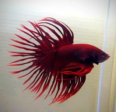 crowntail betta