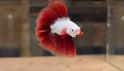 double tail betta