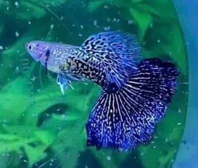 dragon electric blue guppy 