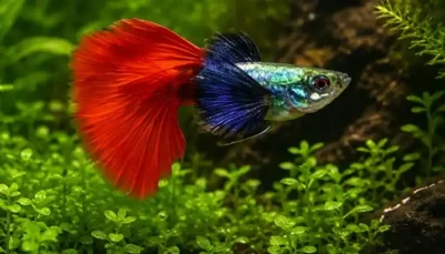 dumbo ear guppy