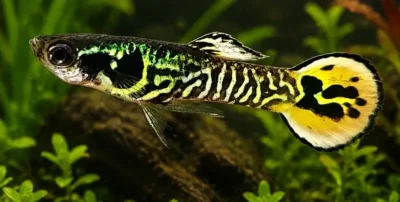 endler hybrid guppy 