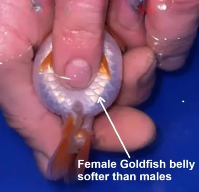 female goldfish belly firmness test