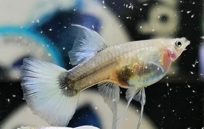 female white tuxedo guppy 