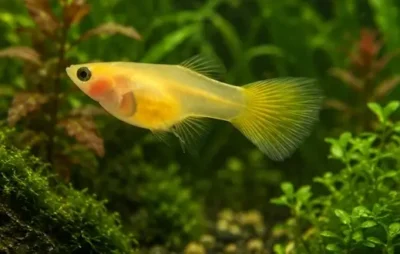 glassbelly guppy 
