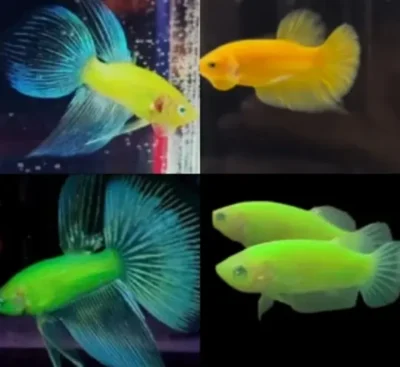 glofish betta