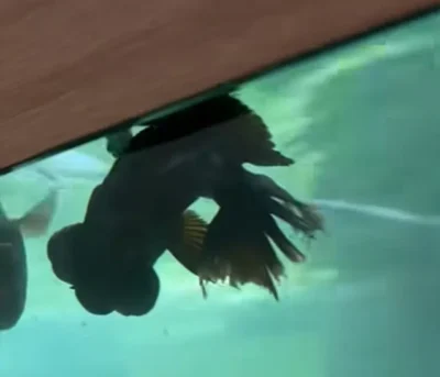 goldfish floating upside down