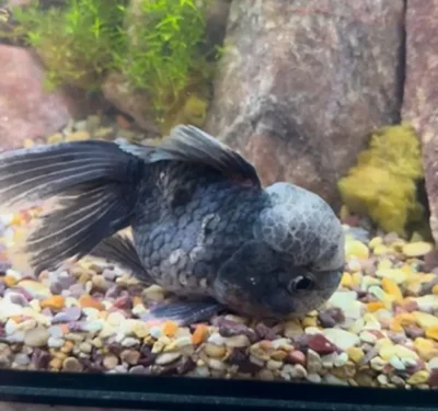 goldfish not eating and at the bottom