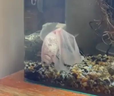 goldfish swimming upside down after water change
