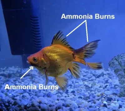 goldfish turning black due to ammonia burns