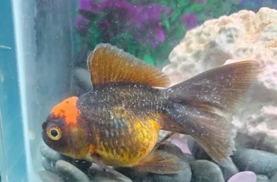 goldfish with Ich-white spot disease