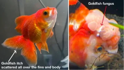 goldfish itch and fungus