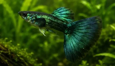 green guppy 