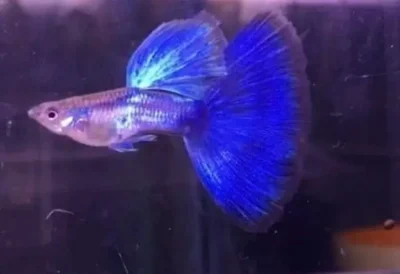japan blue guppy 