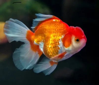 japanese oranda