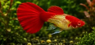 koi guppy