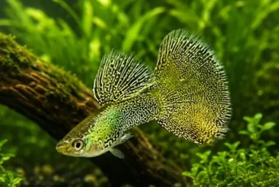 lace guppy 