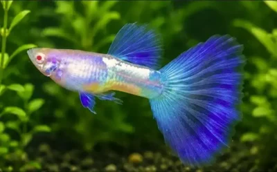 lazuli guppy