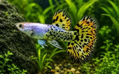 leopard guppy 