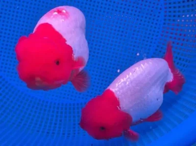 lionhead ranchu 