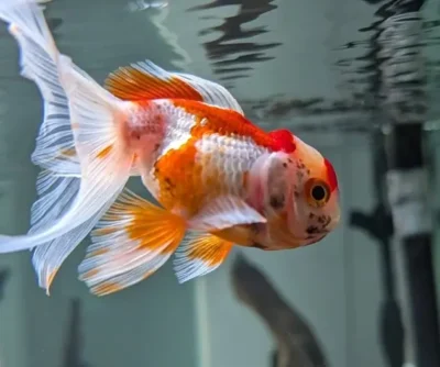 long body oranda