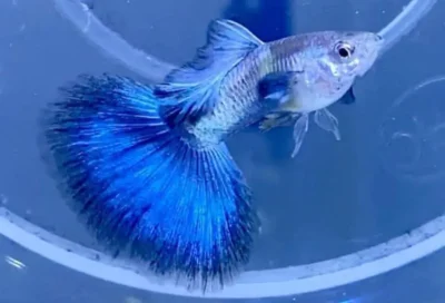 metal blue guppy
