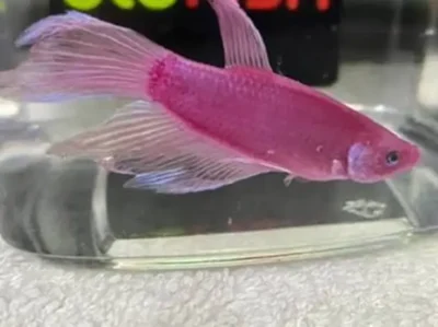 moonrise pink glofish