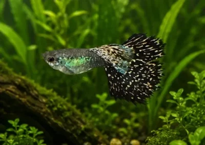 mosaic guppy 
