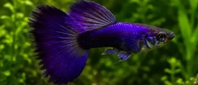 moscow guppy