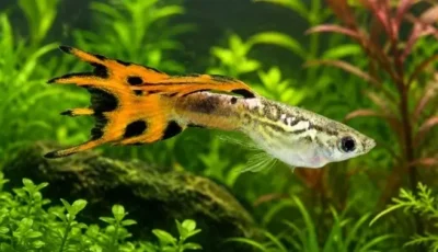mutt guppy 