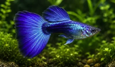 neon blue guppy 