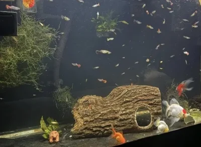 oranda goldfish and Guppies in a tank